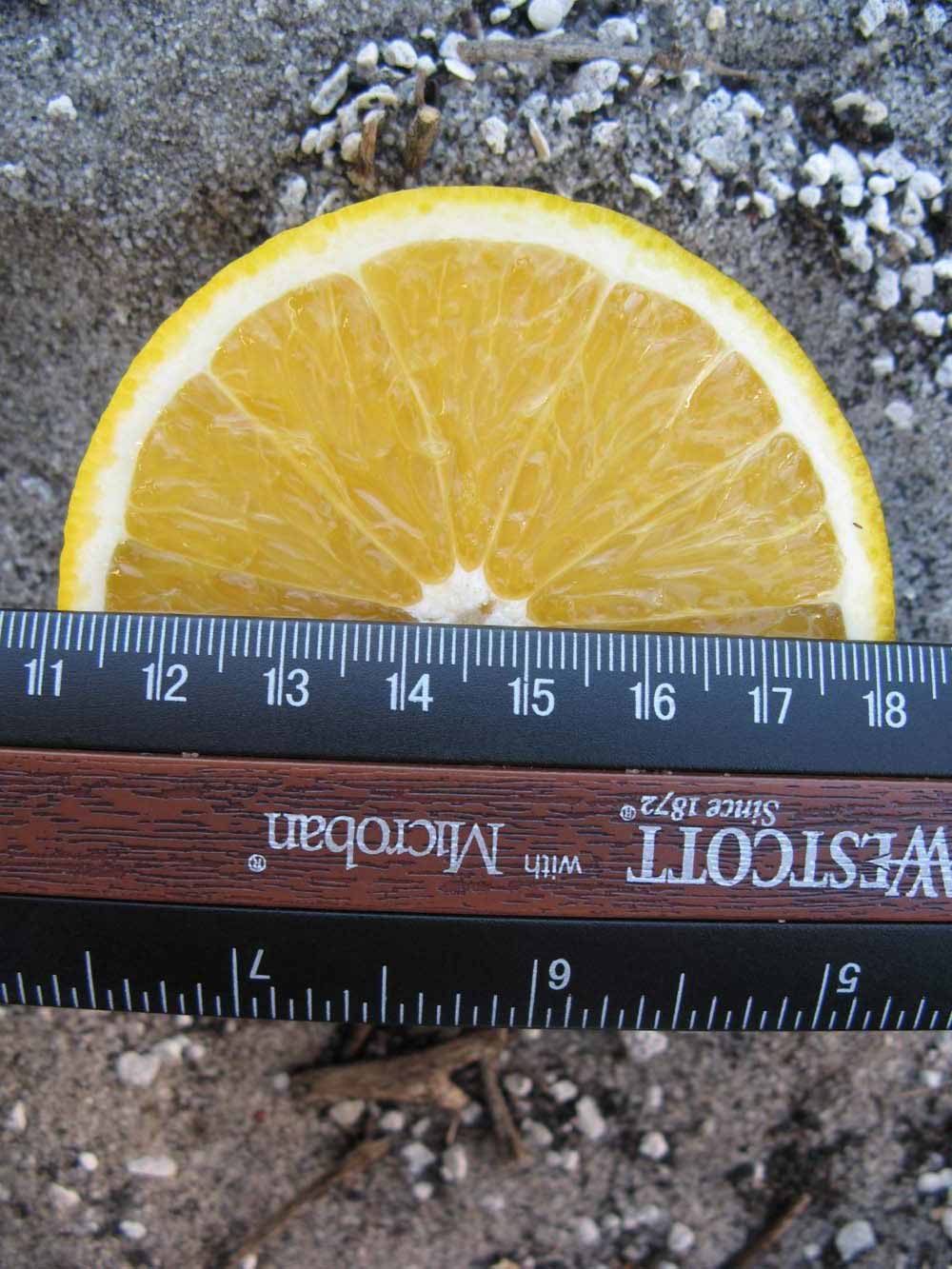            Fruit cross-section (Winter Haven, FL)   